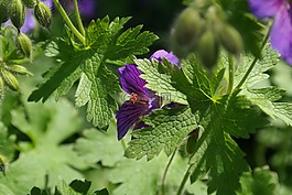 克內(nèi)斯比爾,開(kāi)花,郵票