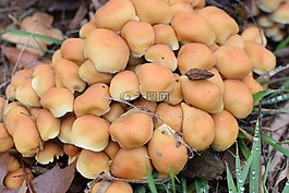 蘑菇,組,關(guān)閉