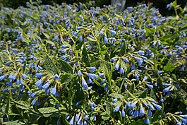 粗康弗里,花,蓝色