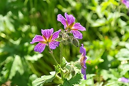 克內(nèi)斯比爾,開(kāi)花,廠