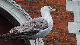 鳥,戶外,性質(zhì)
