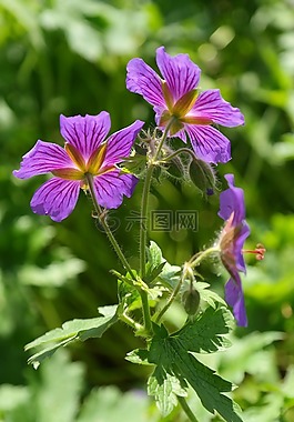 克內斯比爾,開花,廠