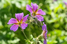 克內(nèi)斯比爾,開(kāi)花,郵票