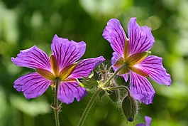 克內斯比爾,開花,廠