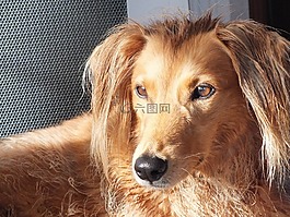 狗,雜交,波斯獵犬