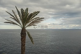 棕櫚,樹,棕櫚樹