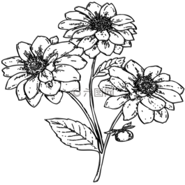 鮮花,花園,植物