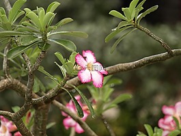 開花,熱帶地區(qū),后