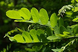 葉子,綠色,樹