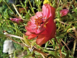 紅色的花,特寫,綠色