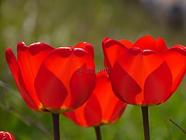 花,鮮花,性質