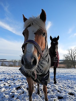 馬,雪,動物