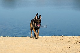 瑪利諾犬,比利時(shí)牧羊犬,海灘