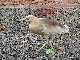 小鷺,鳥,鷺