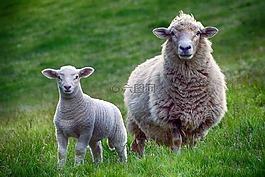 羊,羊肉,农场