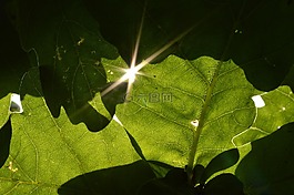 葉子,閃爍,太陽