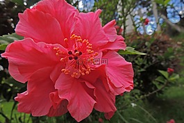 花,鮮花,如花