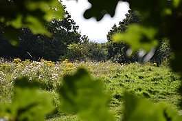 原野,格萊德,秘密