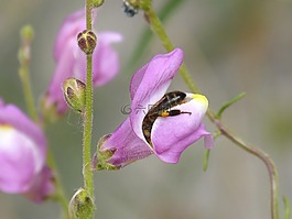蜜蜂,libar,金鱼草
