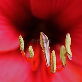花,amarilys,雌蕊