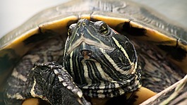 龜,動物,爬行動物