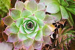森佩尔vivum,仙人掌,花园