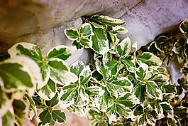 花園,藤,秋