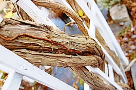 秋,分支機(jī)構(gòu),秋天