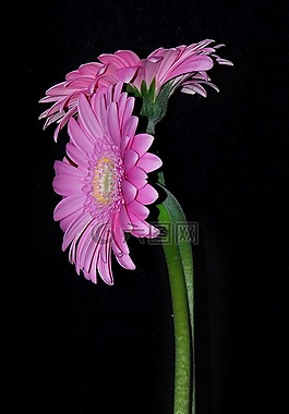 花,gherbera,羅莎