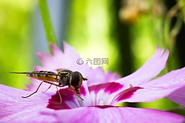 hoverfly,syrphide,昆蟲