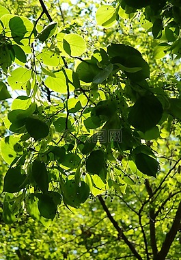 林德,lipovina,葉面肥