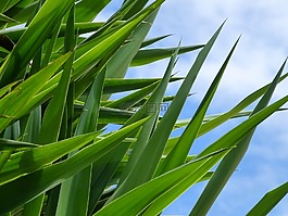 草,綠色,性質