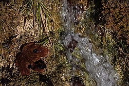 源,過(guò)獨(dú)身生活,水