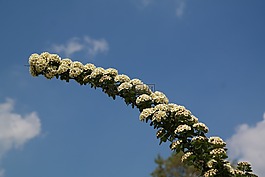 新娘 spiere,發(fā)動(dòng)機(jī),鮮花