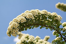 新娘 spiere,鮮花,白