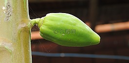 水果,性質(zhì),木瓜