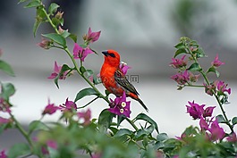 花,性质,花园