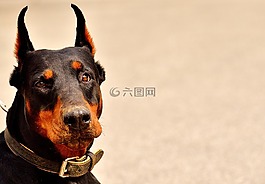 杜賓,狗,動(dòng)物世界