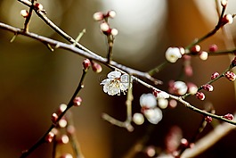 鲜花,梅花,自然