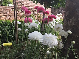 鮮花,阿罕布拉,拉里弗