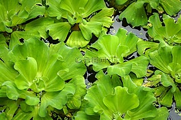 蓮花,葉,綠色