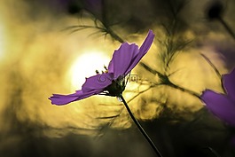 鮮花,宇宙,秋季