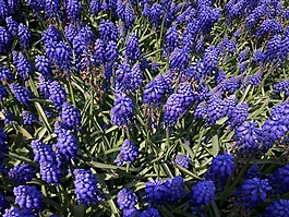 风信子,紫色,花园