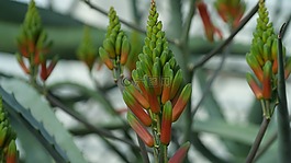 仙人掌,開(kāi)花,鮮花