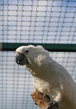 鸚鵡,動物園