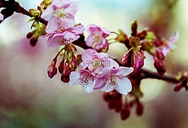 河津櫻花開花,春天,鮮花