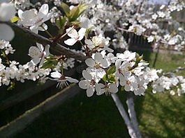 蘋果樹,蘋果花,鮮花