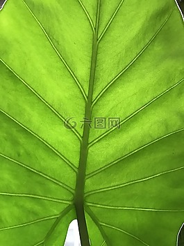 性質(zhì),葉,綠色