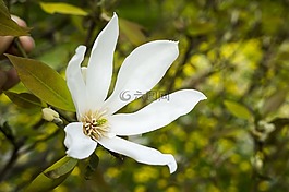白,鮮花,性質