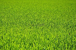 草,草地,谷物